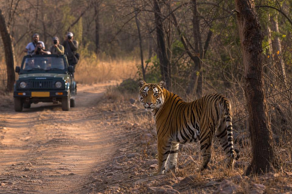 Tiger safari landscape for Ranthambore wildlife tour